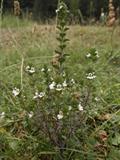 Eyebright